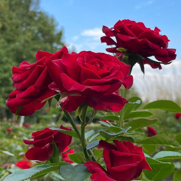 Rosa doris tysterman, nostalgie, barkarole - Strauchrosen Mischung (Doris Tysterman, Nostalgie, Barkarole) (x3) - Rosen - Nackte Wurzeln