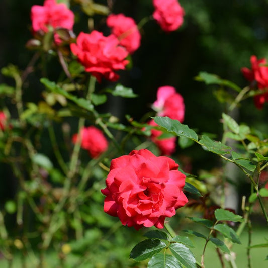 Strauchrose Shalom ® - Bakker