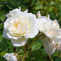 Rose White Symphony - Rosa White Symphony - Bakker