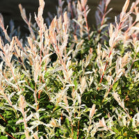 Salix integra Hakuro Nishiki - Harlekinweide - Hecke von 3 m Länge (x3) - Weide