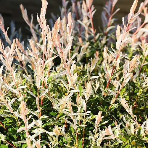 Salix integra Hakuro Nishiki - Harlekinweide - Hecke von 3 m Länge (x3) - Weide