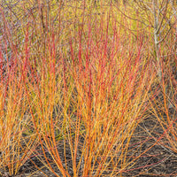 Blutroter Hartriegel Winter Flame ® Anny - Cornus sanguinea winter flame ® ‘anny’ - Bakker