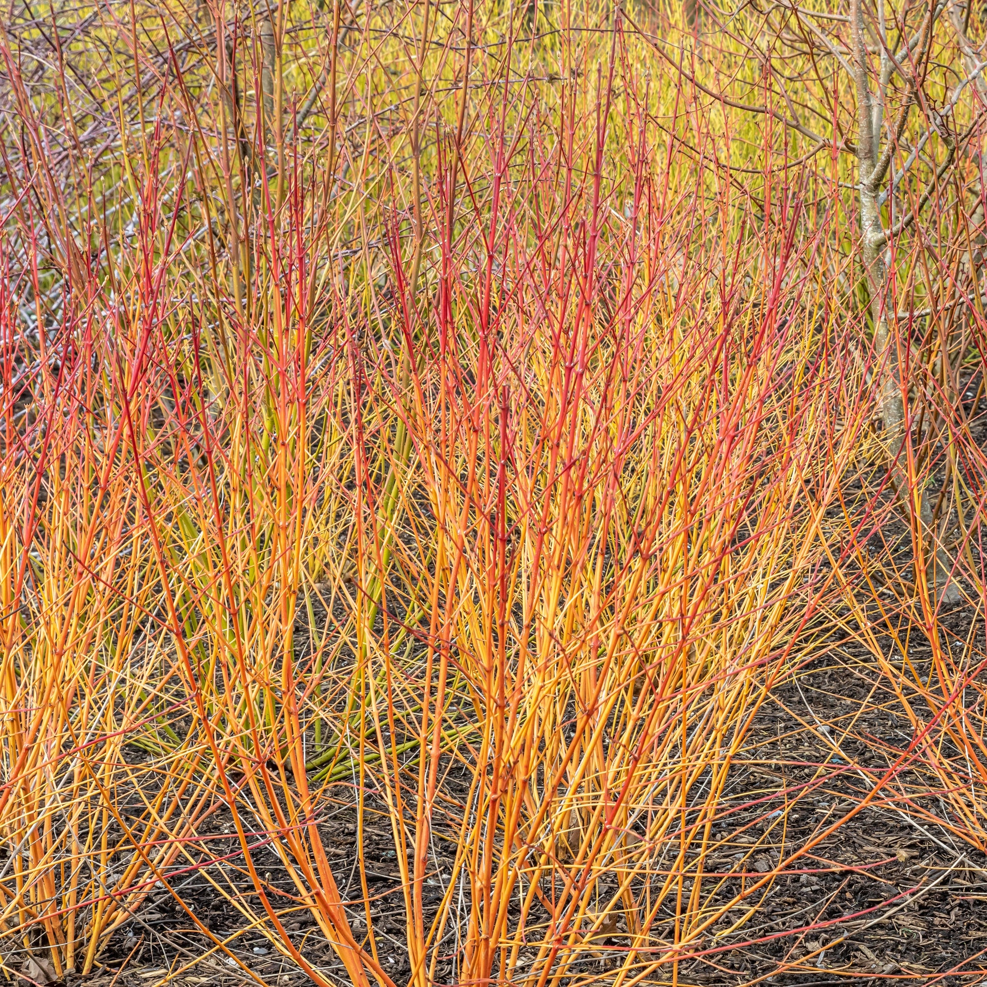 Blutroter Hartriegel Winter Flame ® Anny - Cornus sanguinea winter flame ® ‘anny’ - Bakker