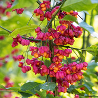 Euonymus europaeus - Europäische Pfaffenhütchen - Sträucher
