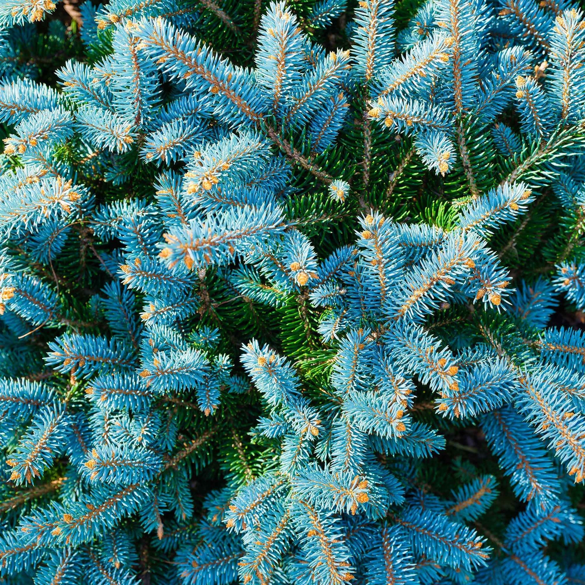 Verkauf Blaufichte - Picea pungens maculata