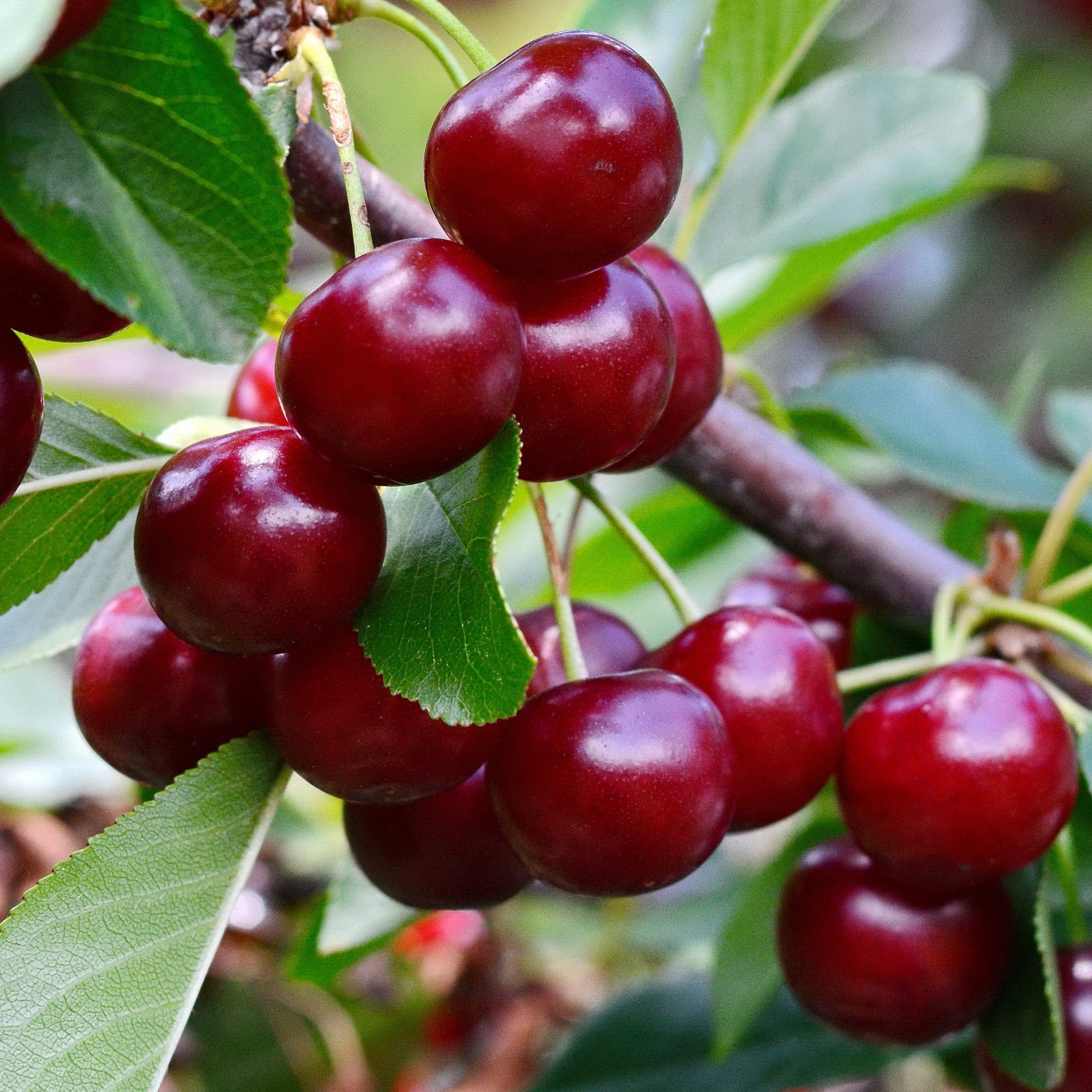Prunus avium Van - Süßkirsche ‘Van’ - Kirschbäume