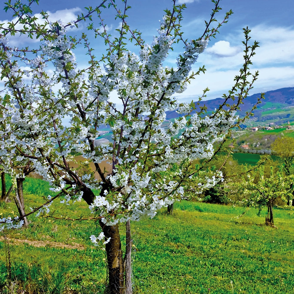 Süßkirsche ‘Van’ - Prunus avium Van - Bakker