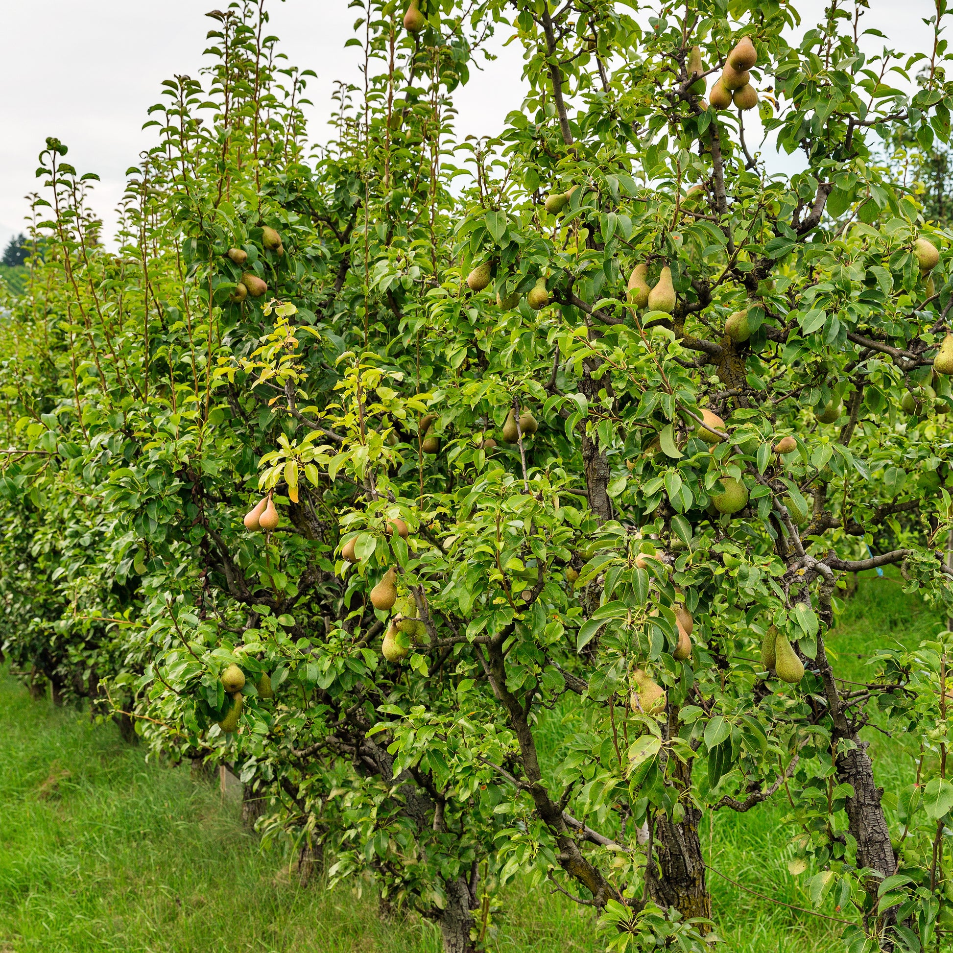 Birnbaum Conference - Pyrus communis Conférence - Bakker
