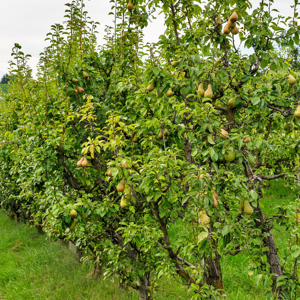 Birnbaum Conference - Pyrus communis Conférence - Bakker