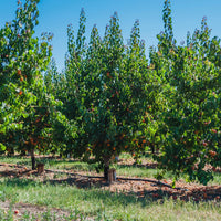 Aprikosenbäume - Aprikose ‘Polonais’ - Prunus armeniaca Polonais