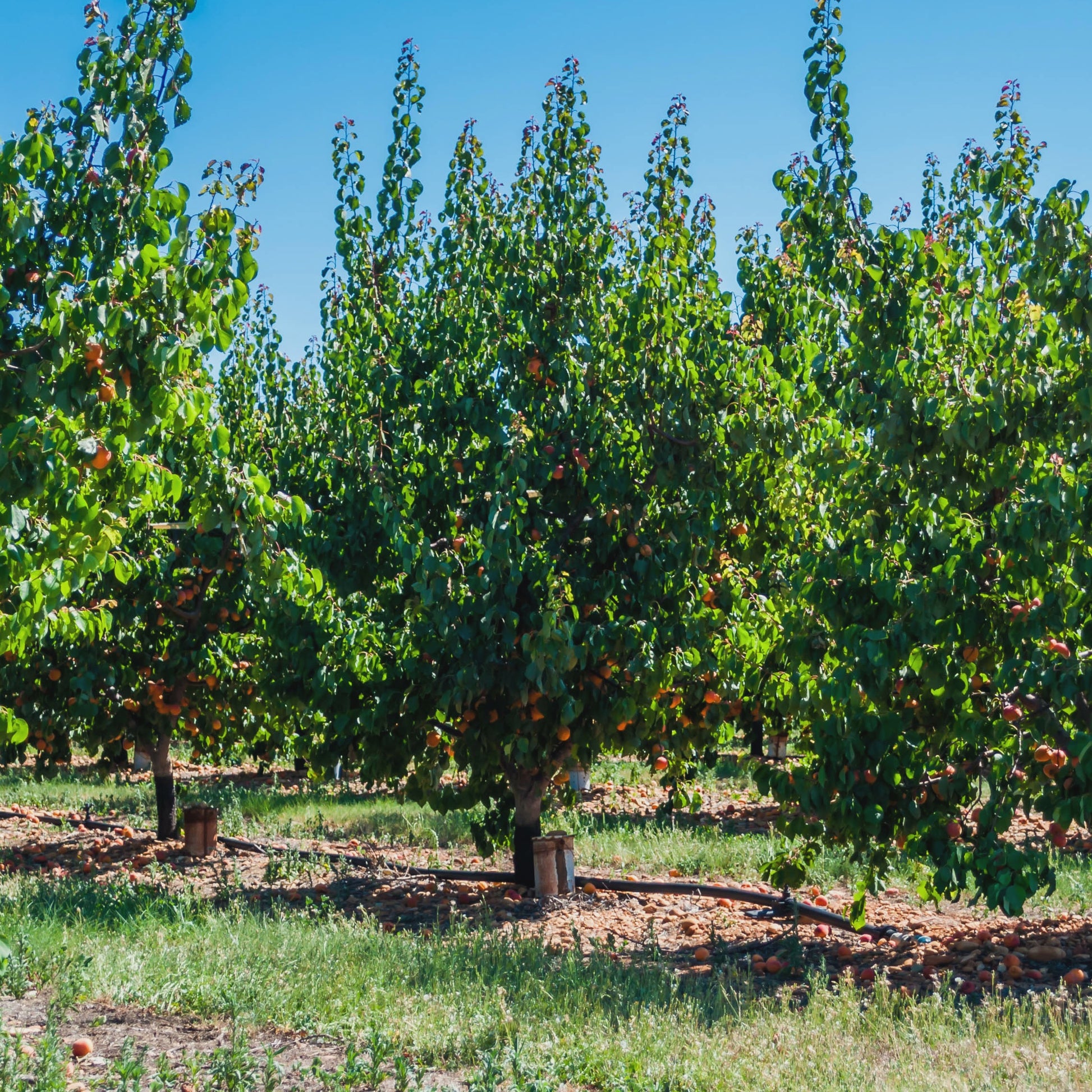 Aprikosenbäume - Aprikose ‘Polonais’ - Prunus armeniaca Polonais