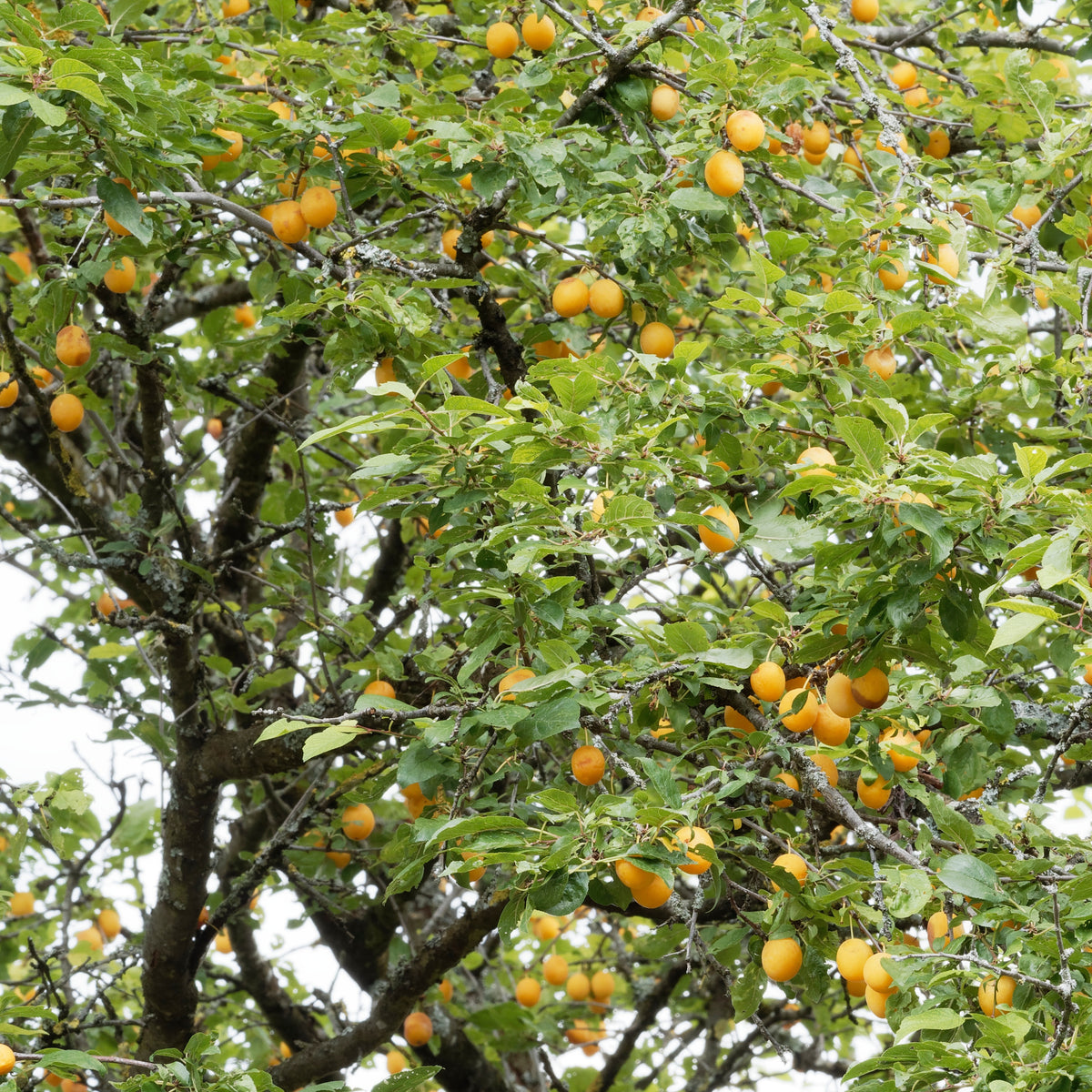 Pflaumenbäume - Pflaume Mirabelle von Nancy - Prunus domestica Mirabelle de Nancy