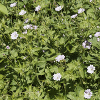 Storchschnabel ‘Katharine Adele’ (x3) - Bakker