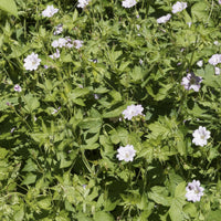 Stauden-Storchschnabel Mischung (x9) - Geranium oxonianum katharine adèle , himalayense, - Bakker