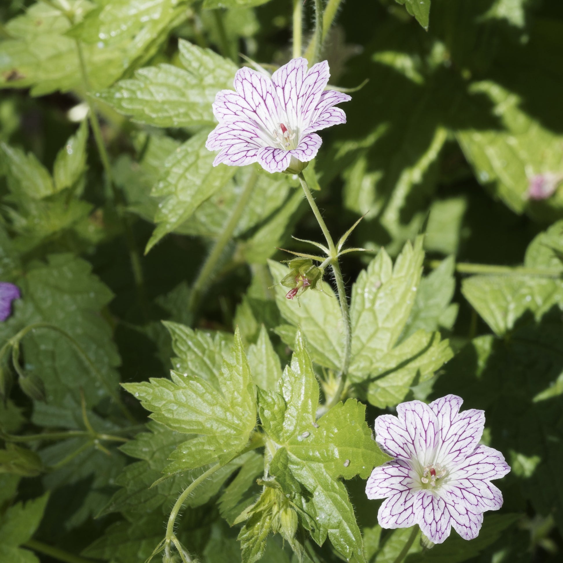 Storchschnabel ‘Katharine Adele’ (x3) - Geranium oxonianum katharine adèle - Bakker