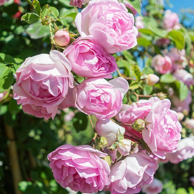 Kletterrose Jasmina Korcentex - Rosa jasmina korcentex - Bakker