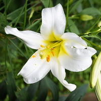 Königslilie Album (x3) - Lilium regale album - Bakker