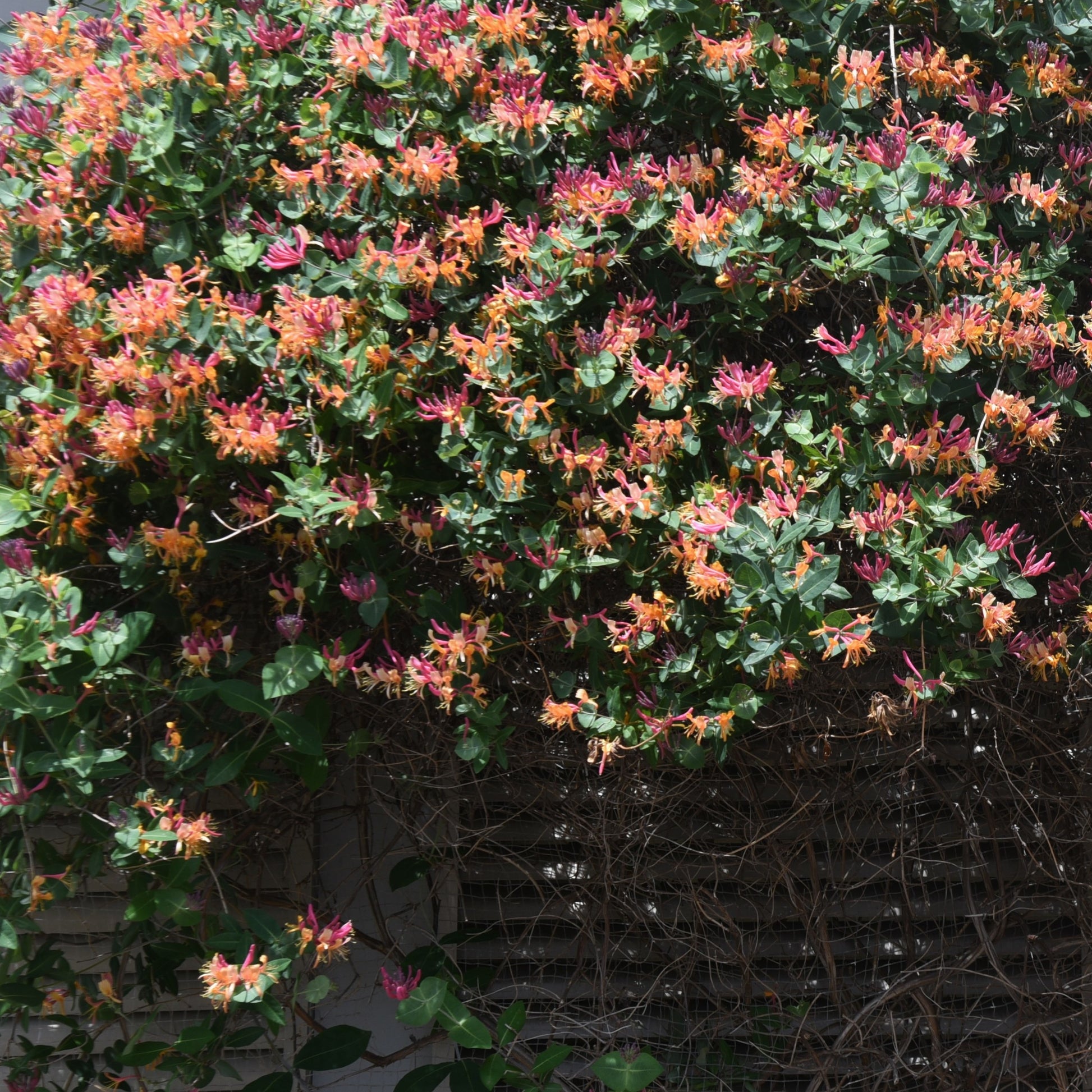 Geißblatt Goldflame - Lonicera heckrotii goldflame - Bakker