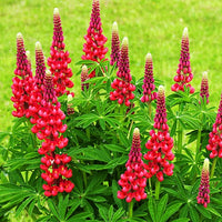 Lupine - Lupine ‘Russell Red’ (x3) - Lupinus russell red
