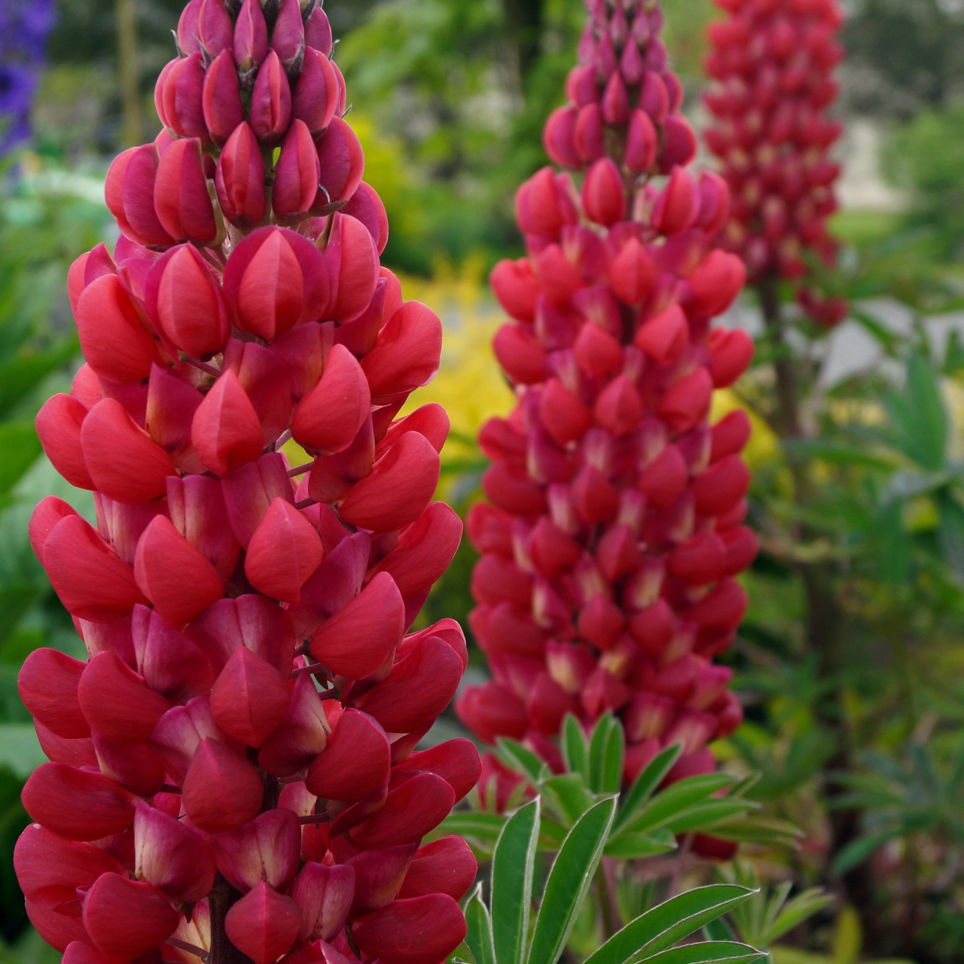 Lupine ‘Russell Red’ (x3) - Lupinus russell red - Bakker
