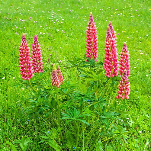 Lupinus russell red - Lupine ‘Russell Red’ (x3) - Lupine