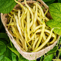 Buschbohne Wachsbohne ‘Kinghorn Wax’ - Phaseolus vulgaris kinghorn wax - Bakker