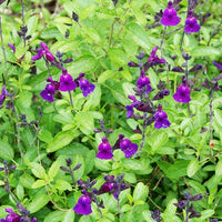 Strauchsalbei ‘Violette de Loire®’ - Salvia jamensis Violette de Loire ® Barsal - Bakker