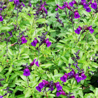 Strauchsalbei ‘Violette de Loire®’ - Bakker