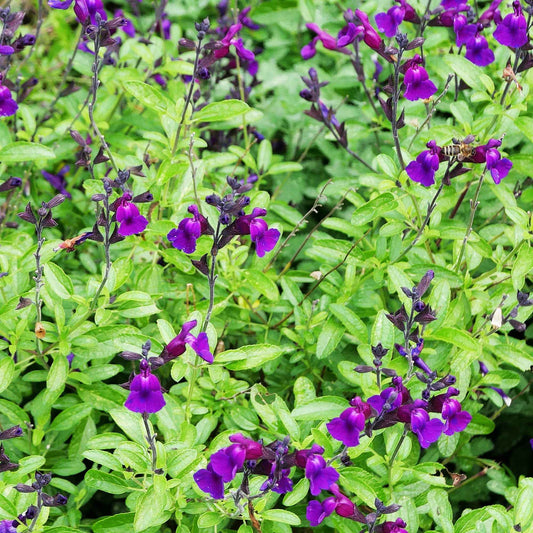 Strauchsalbei ‘Violette de Loire®’ - Bakker