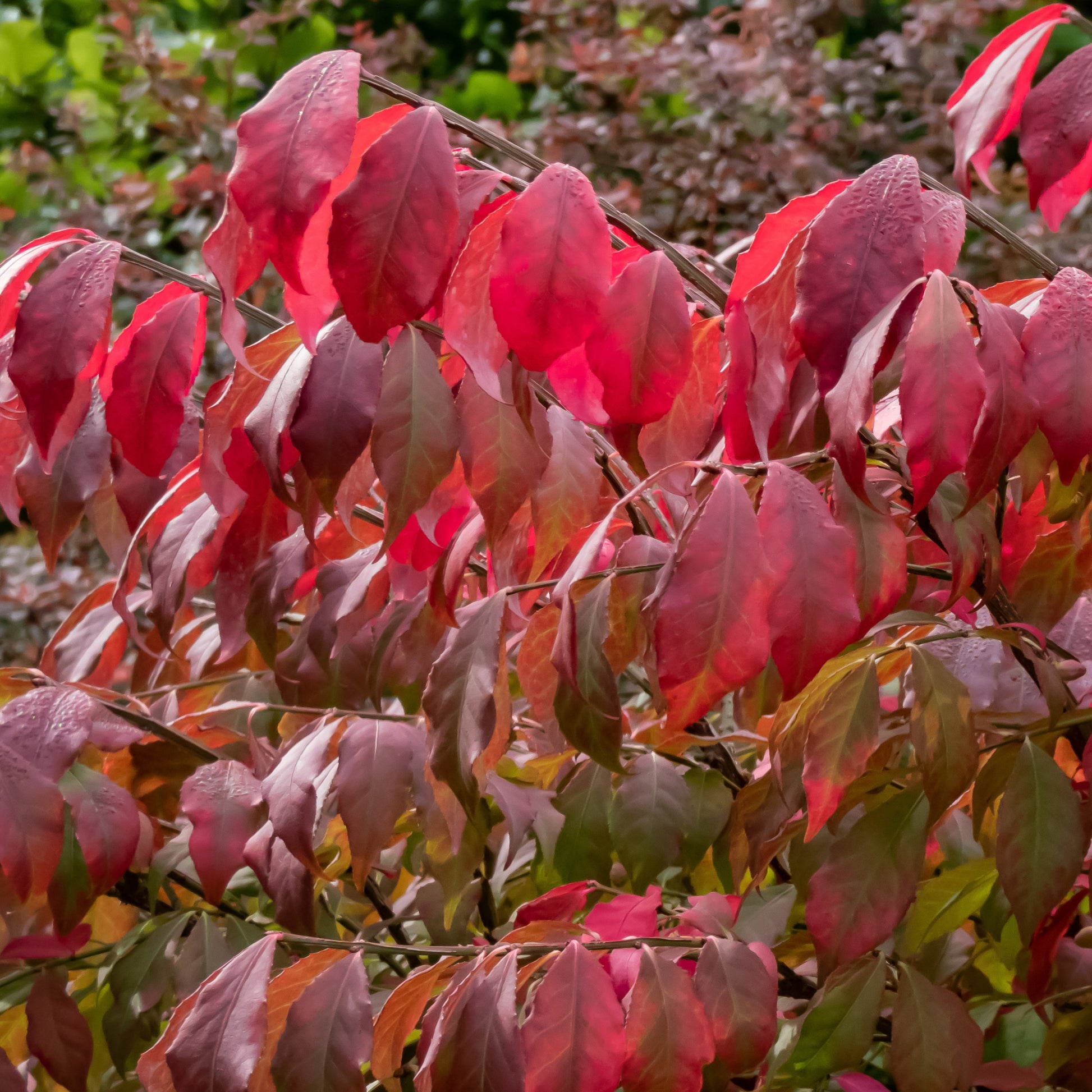 Flügelspindelstrauch - Euonymus alatus - Bakker