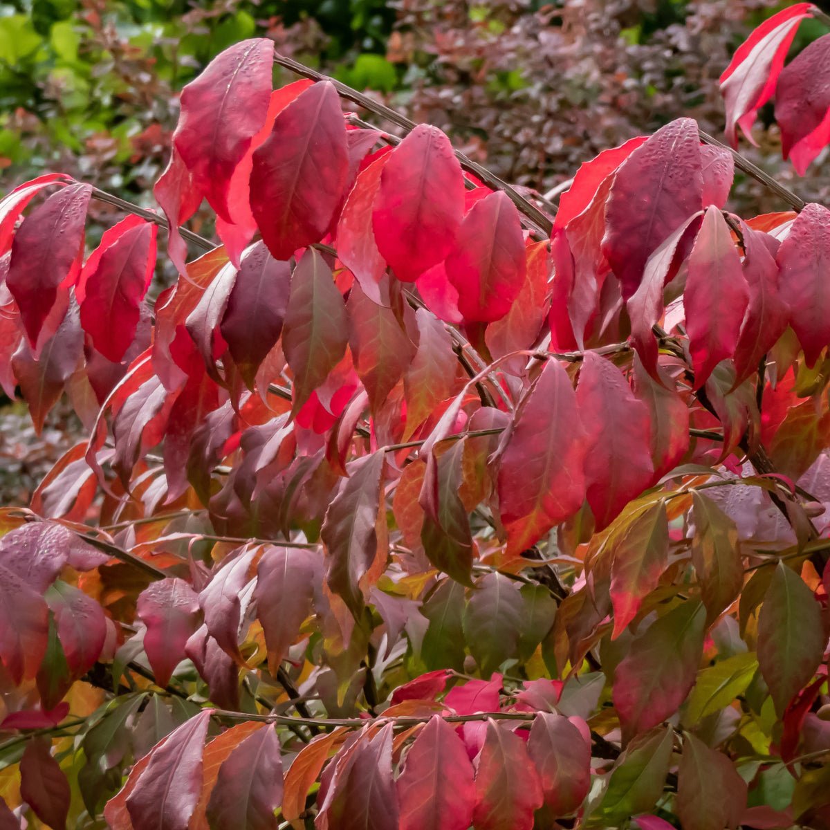 Flügelspindelstrauch - Euonymus alatus - Bakker