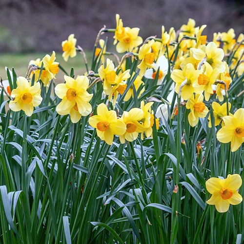 Narzissen-Kollektion 'Fortune' & 'Rijnveld Early Sensation' (x30) - Narcissus 'Fortune', 'Rijnveld Early Sensation', 'Actaea' - Bakker