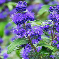 Bartblume Blauer Spatz - Bakker