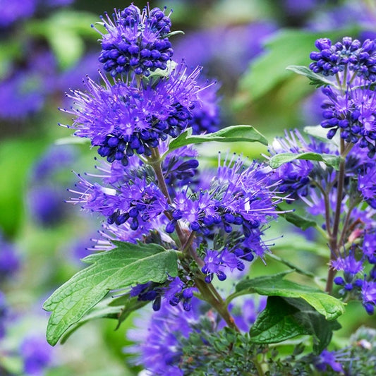 Bartblume Blauer Spatz - Bakker