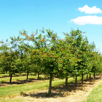 Prunus avium Summit - Süßkirsche ‘Summit’ - Kirschbäume