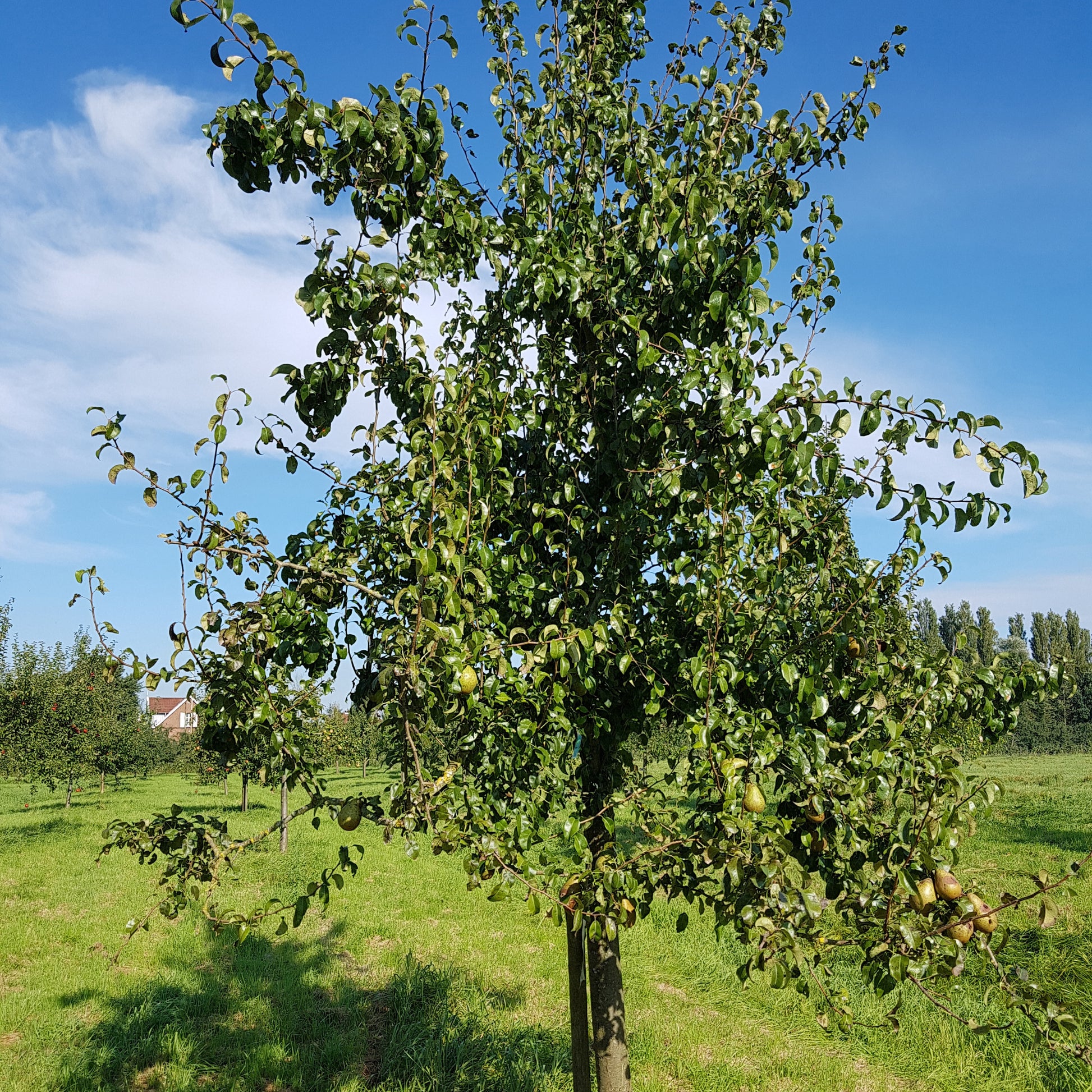 Pyrus communis Beurré Hardy - Birnbaum Beurré Hardy - Birnbäume