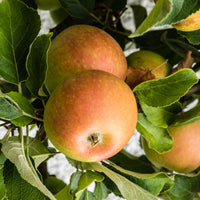 Apfel ‘Cox’s Orange Pippin’ - Bakker