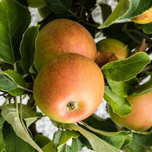 Apfel ‘Cox’s Orange Pippin’ - Bakker