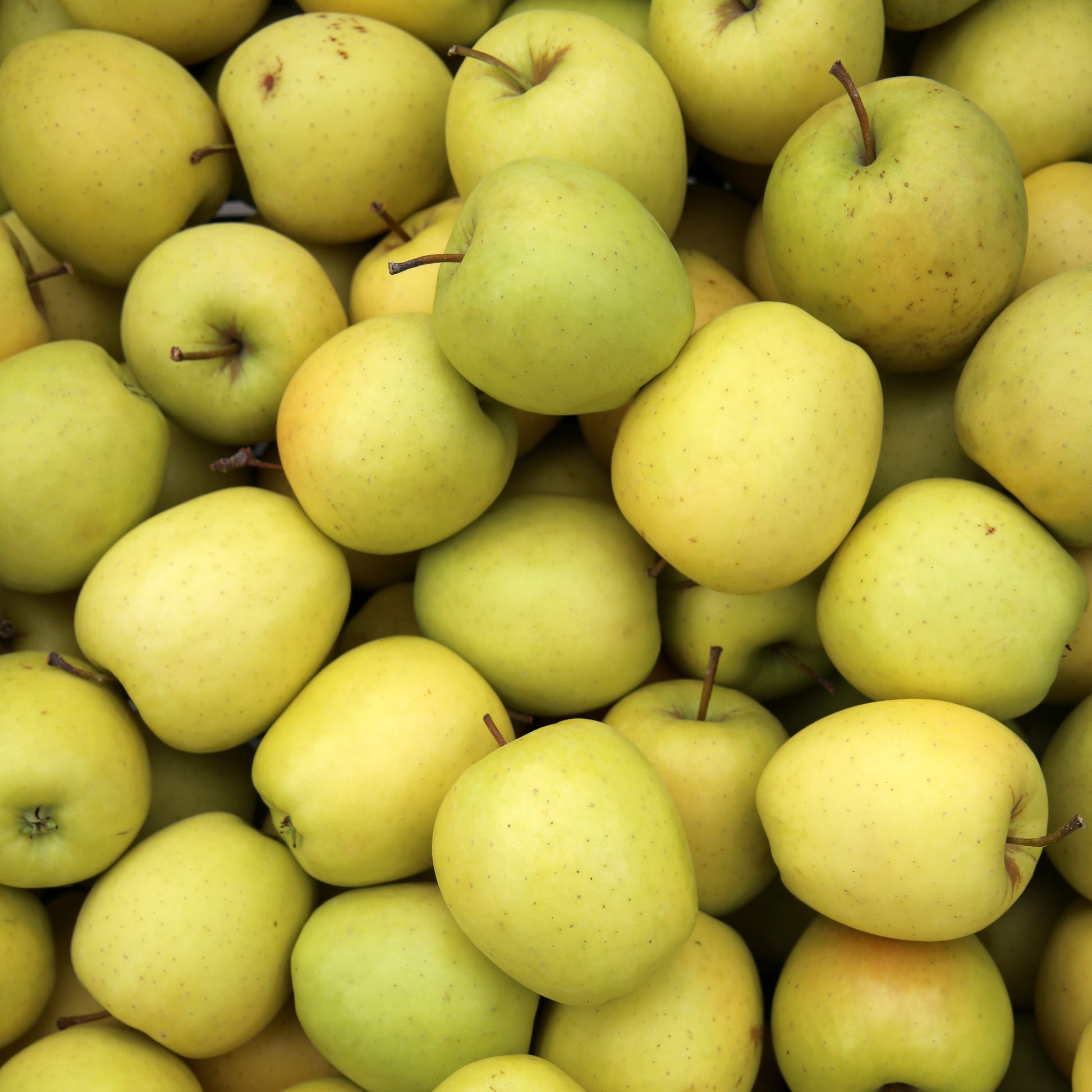 Apfelbaum ‘Golden Delicious’ - Malus domestica Golden Delicious - Bakker