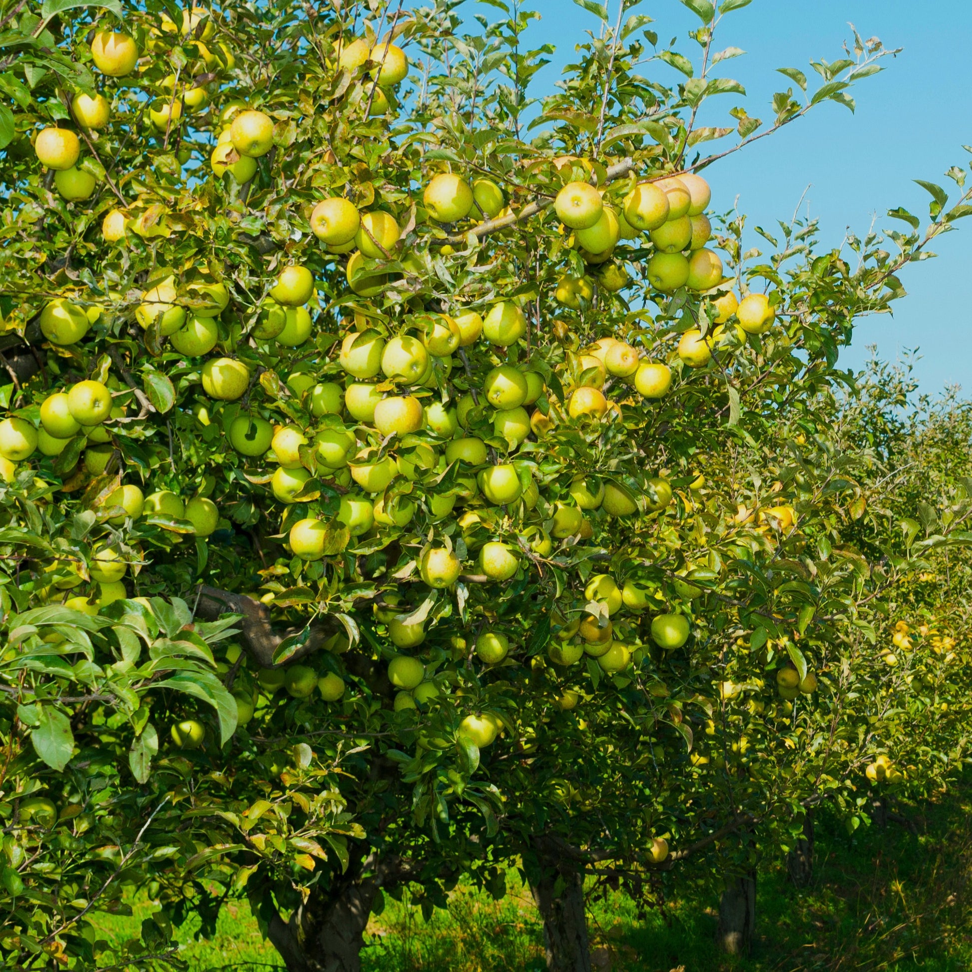 Malus domestica Golden Delicious - Apfelbaum ‘Golden Delicious’ - Apfelbäume