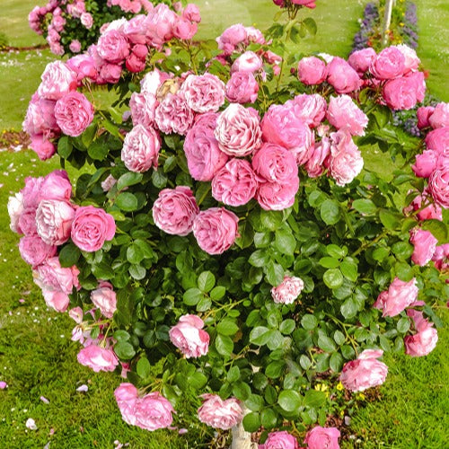 Rosa her's ausgreen ® (ausblush) - Englische Rose ‘Her’s Ausgreen’® - Rosen
