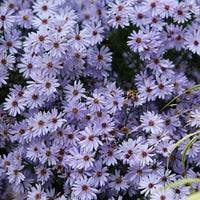 Aster wood's light blue - Herbstastern ‘Wood’s Light Blue’ (x3) - Astern