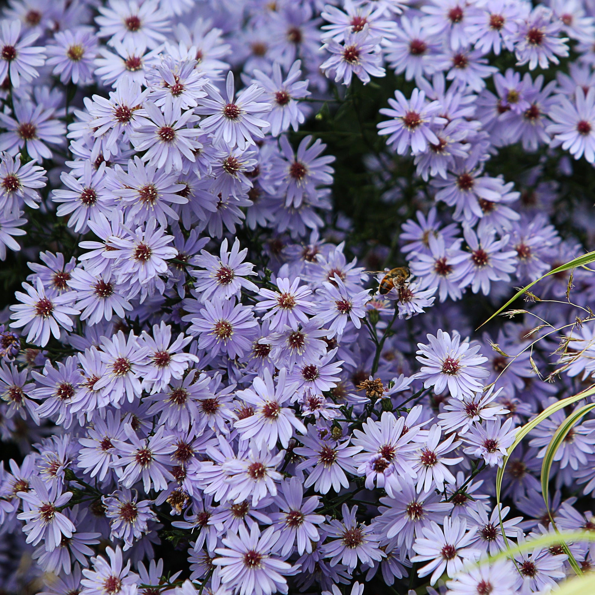 Aster wood's light blue - Herbstastern ‘Wood’s Light Blue’ (x3) - Astern