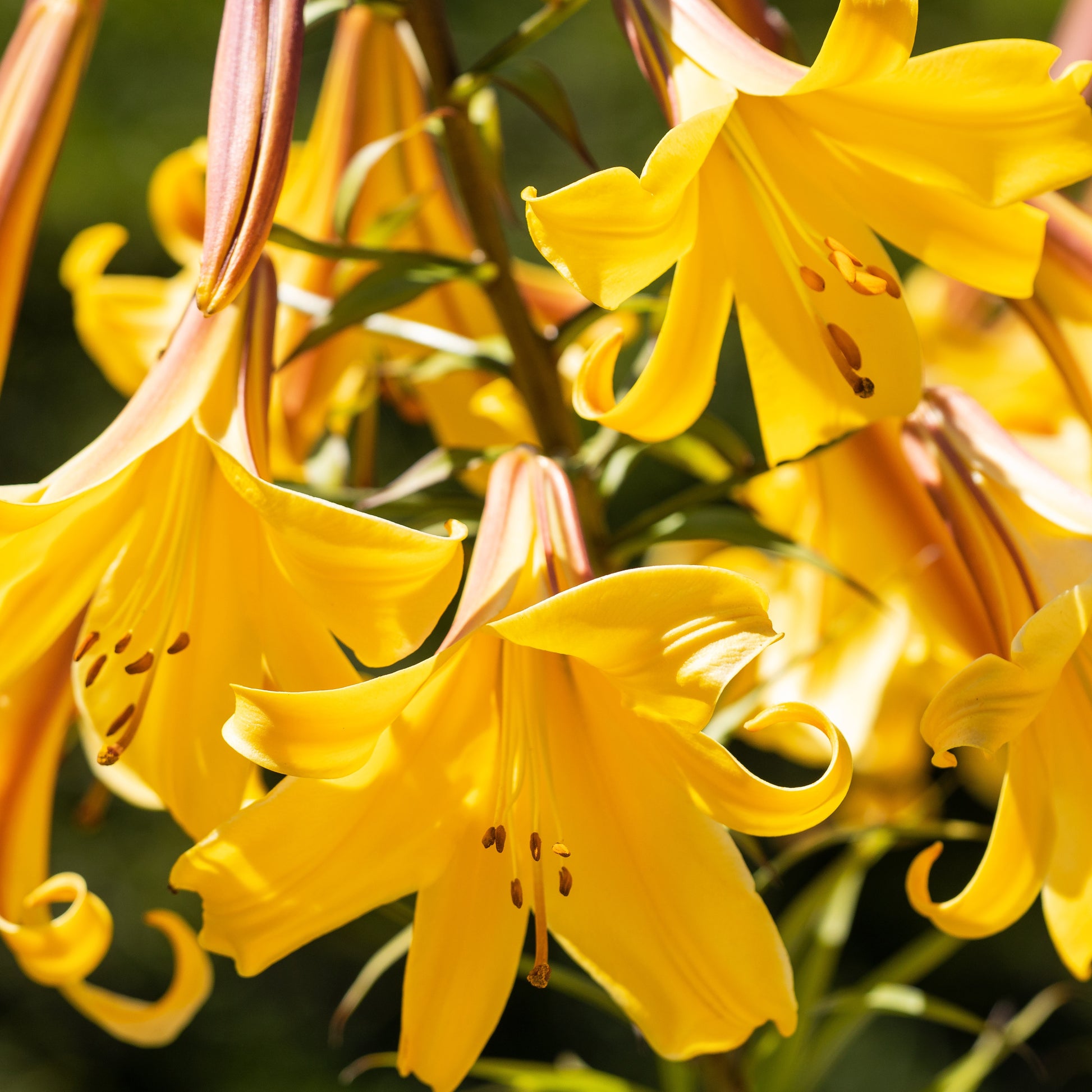 Trompeten Lilien Golden Splendour (x3) - Lilium golden splendour - Bakker
