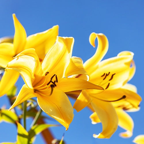 Trompeten Lilien Golden Splendour (x3) - Bakker