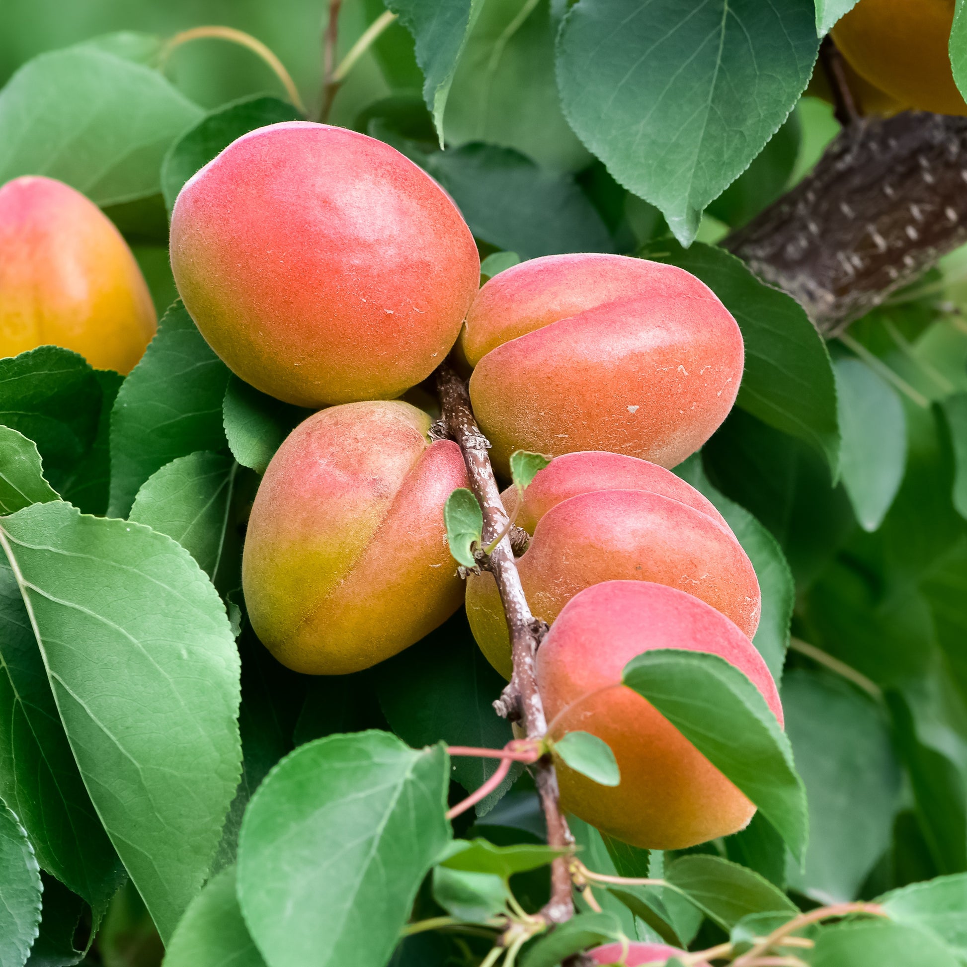 Aprikosenbaum Bergeron - Bakker