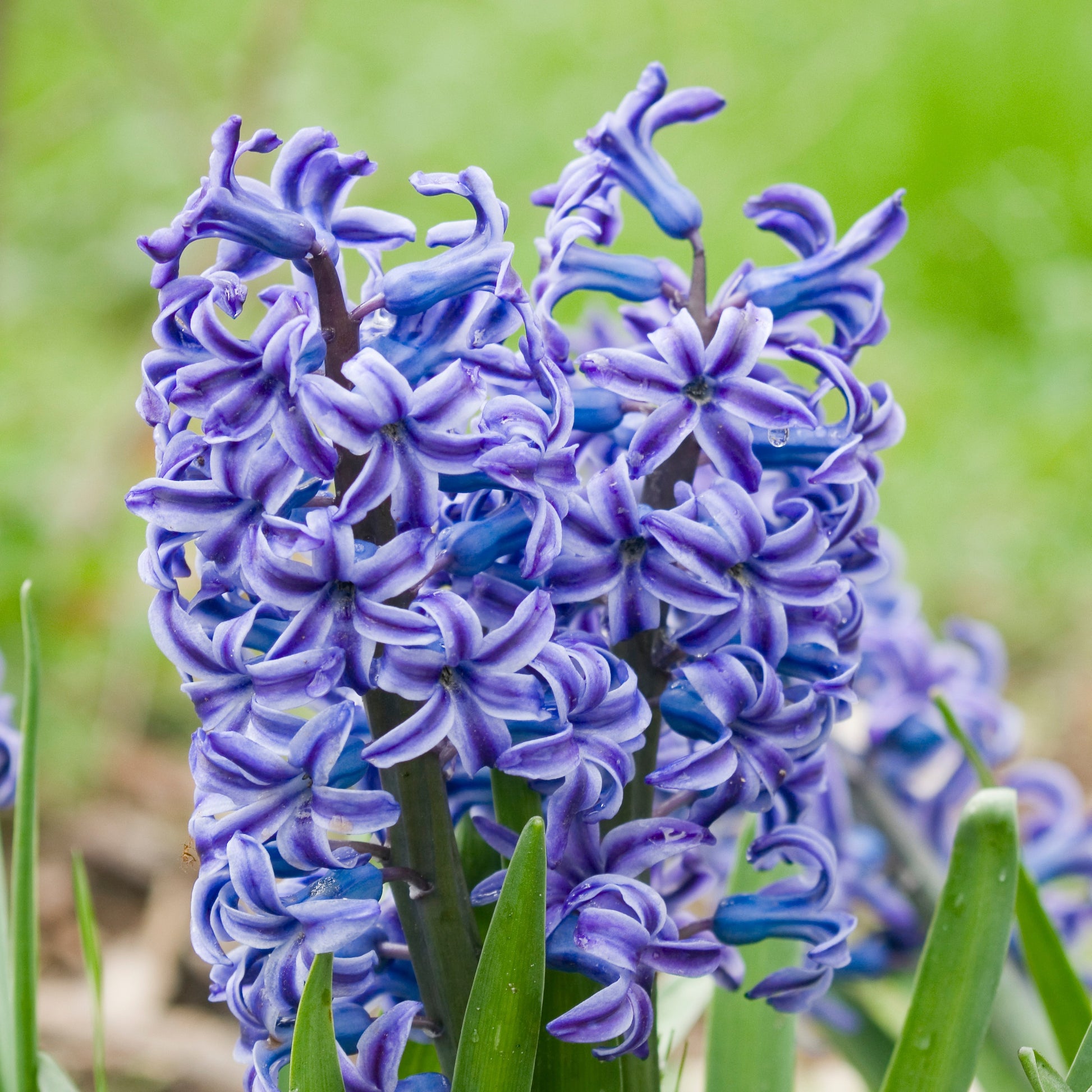 Hyazinthe 'Rembrandt' (x5) - Bakker