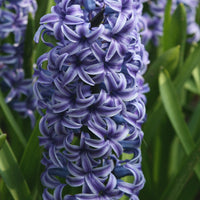 Hyazinthe 'Rembrandt' (x5) - Hyacinthus orientalis Rembrandt ® - Bakker
