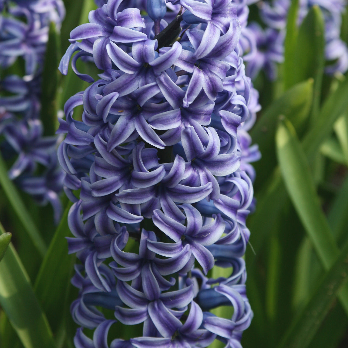 Hyazinthe 'Rembrandt' (x5) - Hyacinthus orientalis Rembrandt ® - Bakker