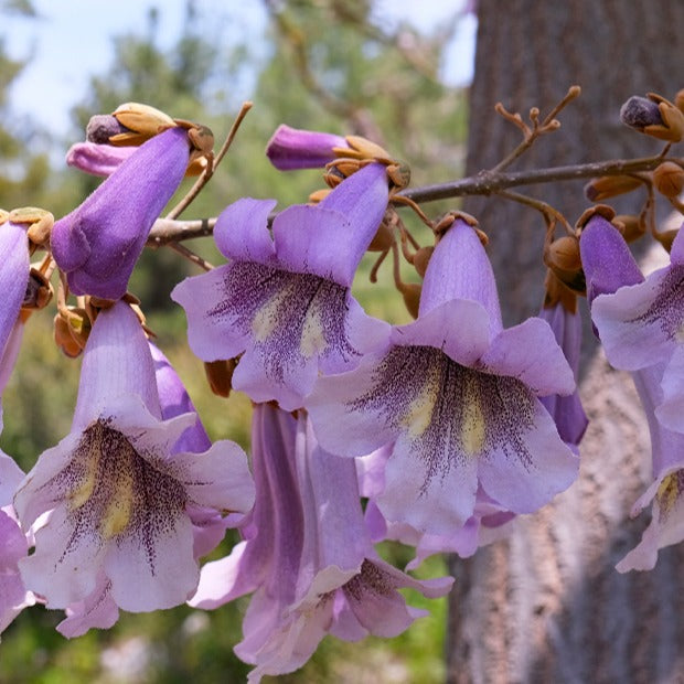 Blauglockenbaum - Paulownia - Blauglockenbaum - Bakker
